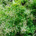Verveine citronnelle